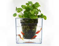 گلدان آکواریومی سون گرین (7GREEN)